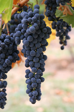 Wine_grapes03
